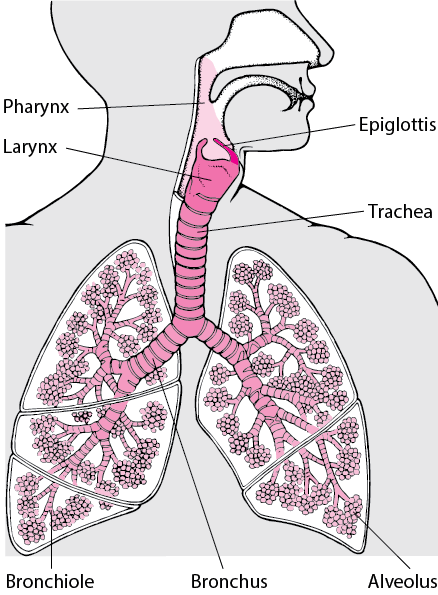 Inside the Lungs and Airways
