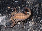 Scorpion Stings