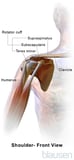 Anatomy of a Shoulder Joint