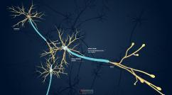 Nerves - Brain, Spinal Cord, and Nerve Disorders - Merck Manuals