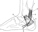 Medial and Lateral Plantar Nerve Entrapment