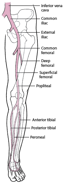 Deep veins of the legs