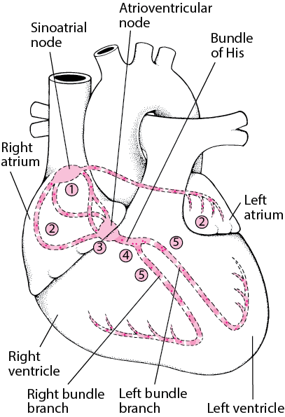 Electrical pathway through the heart