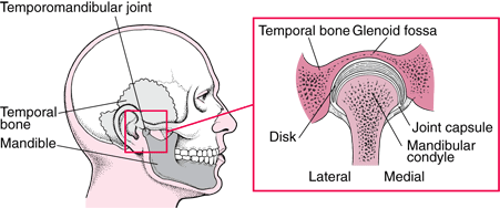 The temporomandibular joint