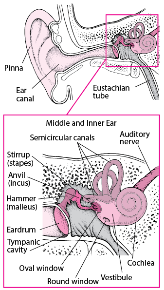 Inside the ear