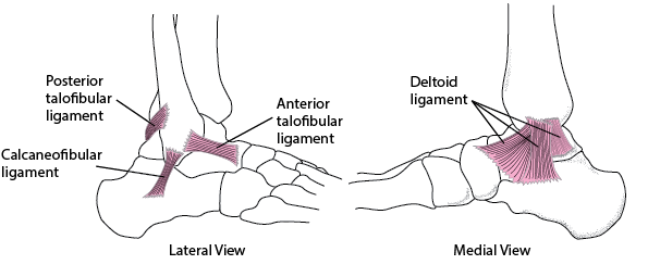 Ligament deltoid Deltoid Ligament