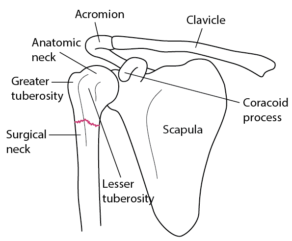 Key anatomic landmarks in the proximal humerus