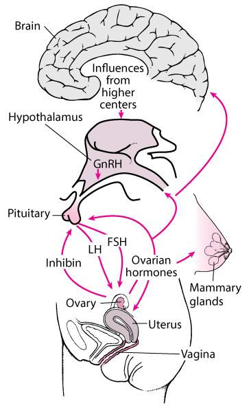 The central nervous system-hypothalamic-pituitary-gonadal target organ axis