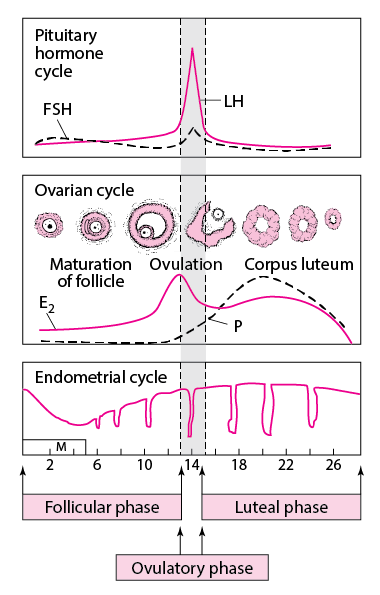 The idealized cyclic changes in pituitary gonadotropins, estradiol (E2), progesterone (P), and uterine endometrium during the normal menstrual cycle