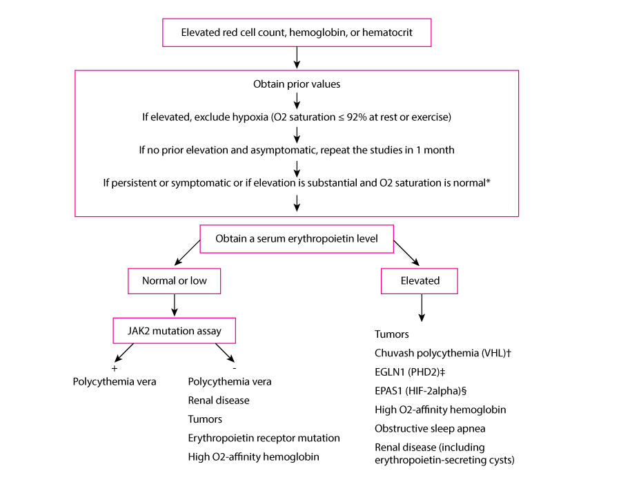Algorithm for the Diagnosis of Erythrocytosis