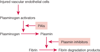 Fibrinolytic pathway