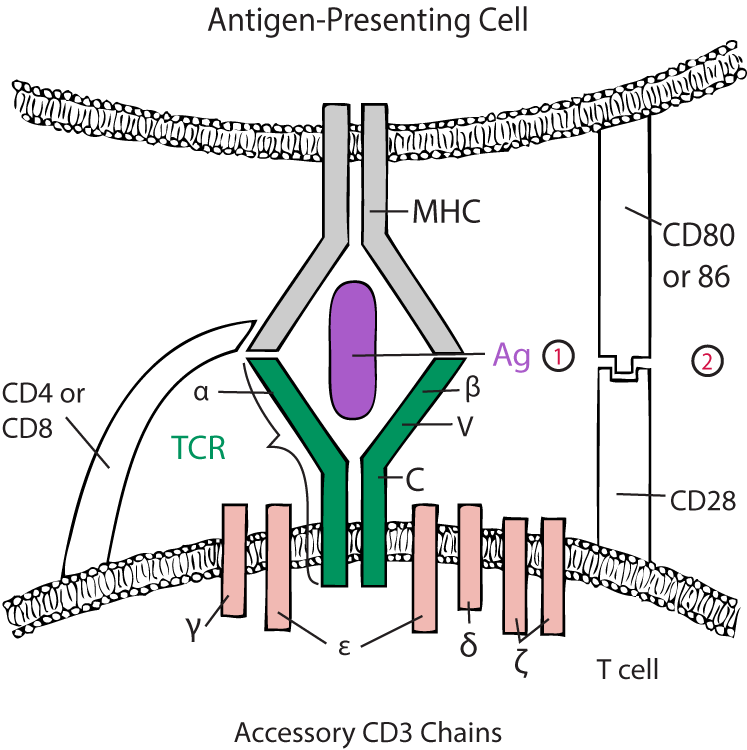 Two-signal model for T-cell activation
