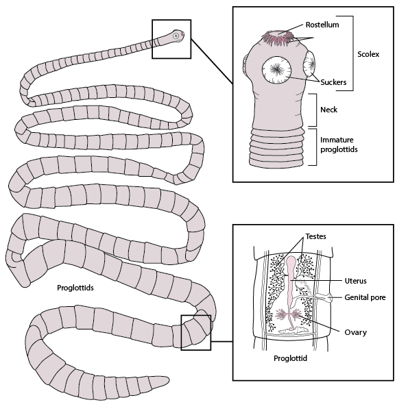 Representative structure of a tapeworm, based on <i >Taenia solium</i>