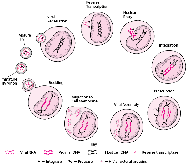 Simplified HIV life cycle