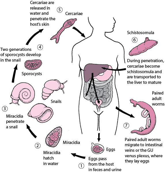 Simplified Schistosoma life cycle