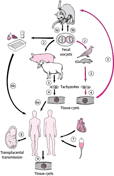 <i >Toxoplasma gondii</i> life cycle