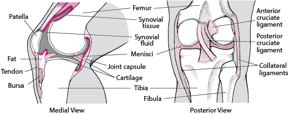 Inside the knee