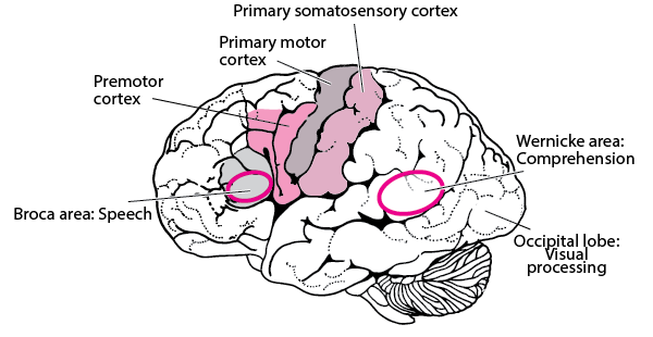 Areas of the brain by function