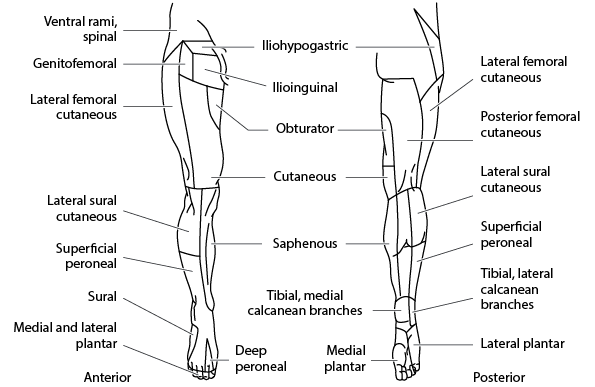 Cutaneous nerve distribution: lower limb