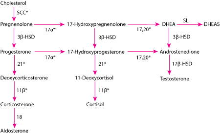 Adrenal hormone synthesis