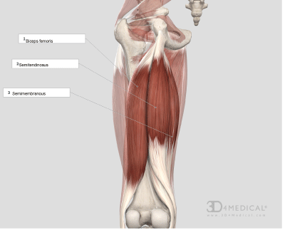 Hamstring Muscles