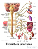 Overview of the Autonomic Nervous System