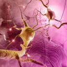 Maladie à prions associée à des diarrhées et à une neuropathie du système nerveux autonome
