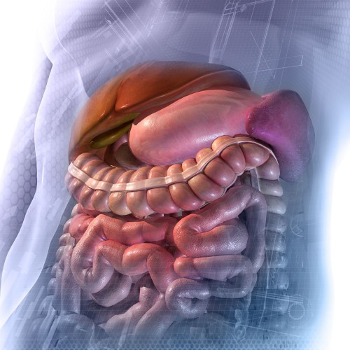 Abdomen et système digestif