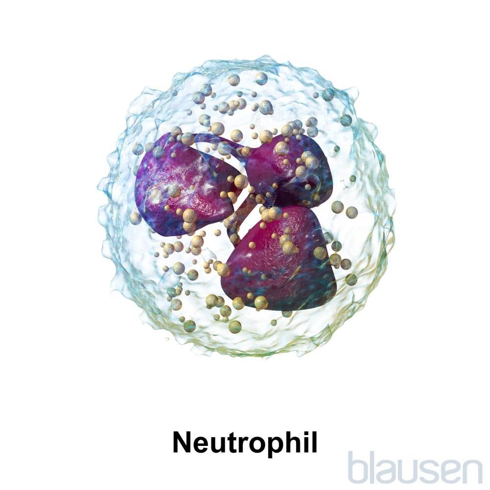 Neutropenia - Blood Disorders - Merck Manuals Consumer Version