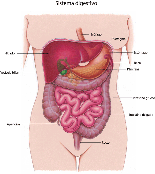 Una visión del aparato digestivo