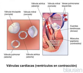 Válvulas del corazón (contracción de los ventrículos)