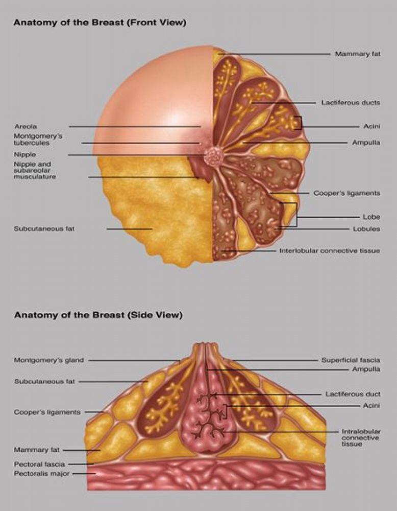 Anatomía de la mama (vistas frontal y lateral)