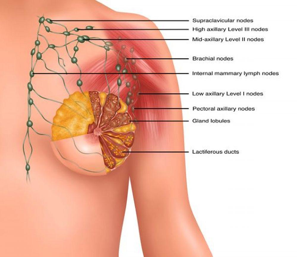 Ganglios linfáticos mamarios